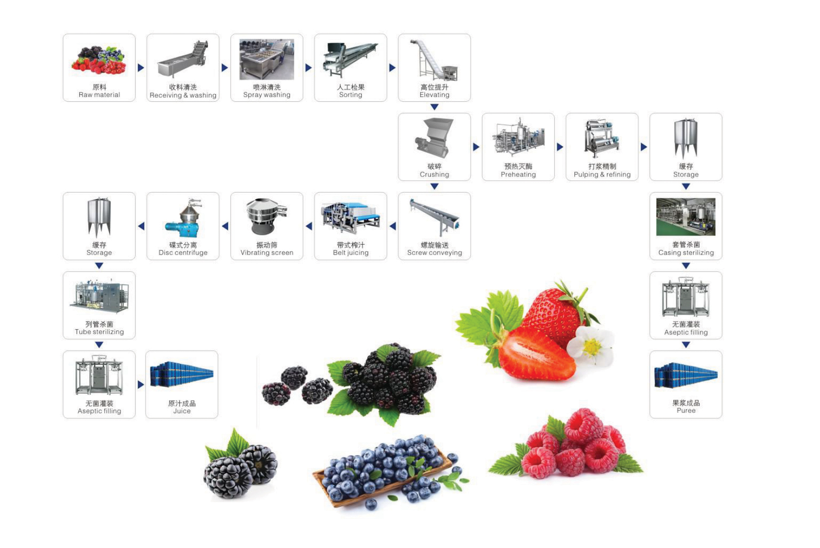 berry Processing Line